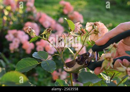 Closeup person's hand cutting spent rose flowers with garden shears Stock Photo