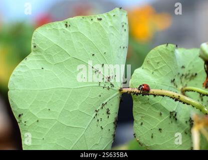 Red ladybug sitting on a green plant leaf infested with black aphids Stock Photo