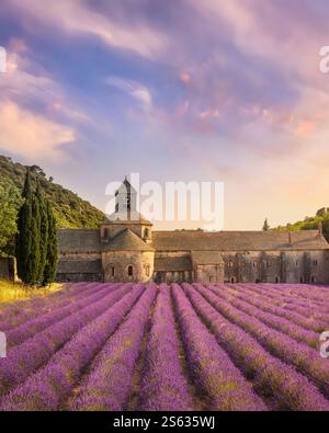 The Abbey of Senanque and the rows of lavender flowers in bloom, panoramic view at sunset. Gordes, Vaucluse department, Provence-Alpes-Cote d'Azur reg Stock Photo