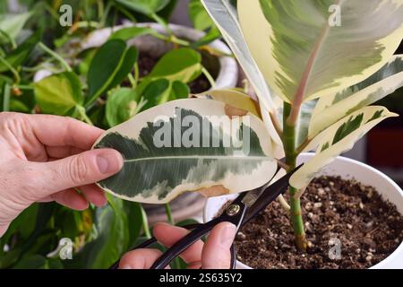 Person's hands pruning damaged brown leaf from Ficus Elastica Tineke houseplant Stock Photo