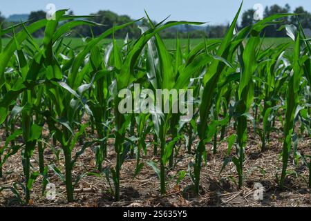 Closeup young green corn plants growing on agricultural field in a countryside Stock Photo
