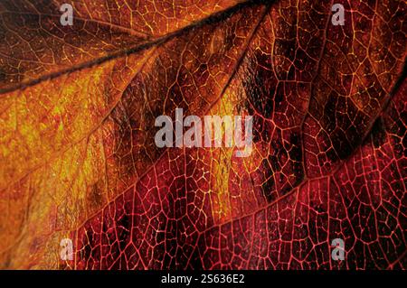 A dry autumn tree leaf. Stock Photo