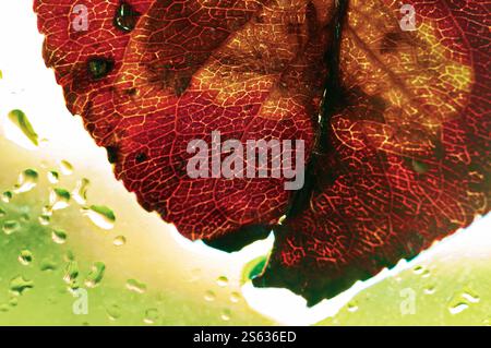 A dry autumn tree leaf. Stock Photo