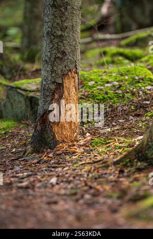 Bark of a tree that has been removed Stock Photo