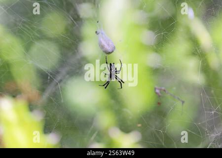 Tropical tent web spider, Cyrtophora citricola, on cactus plant on Gran Canaria, Canary Islands, Spain. Stock Photo