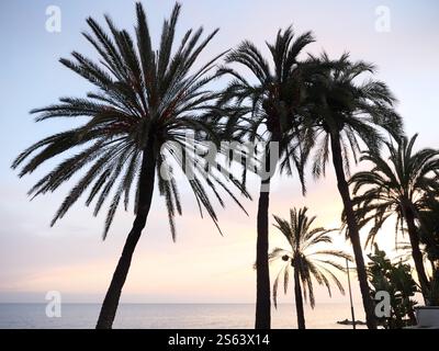 Silhouettes of Plamen in the sunset of Marbella Spain Stock Photo