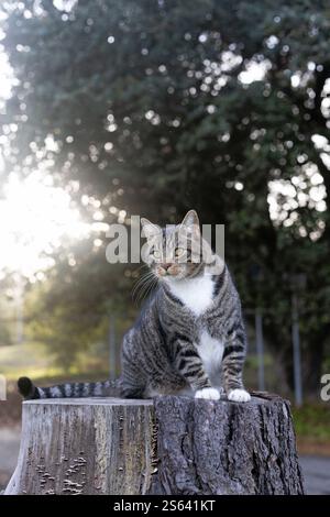 A beautiful and healthy grey and white tabby cat sitting on a stump in a rural area. Stock Photo