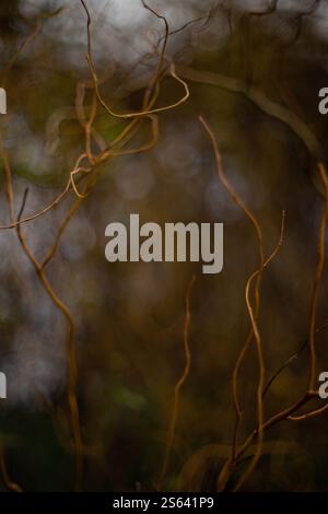 Artistic, abstract view of curly willow branches in a winter garden. Stock Photo