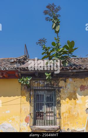 Antigua Guatemala, Sacatepequez, Guatemala. Plants growing on the roof of an old building in Antigua Guatemala. Stock Photo