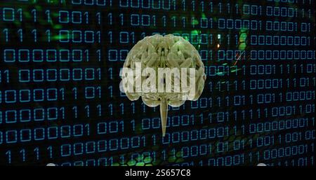 Image of human brain and binary coding data processing over computer servers Stock Photo