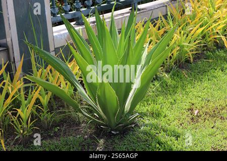 large cactus succulent against long slender green and yellow leaves Stock Photo