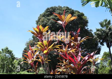 tall slender stalks with burgundy red gold leaves against dark green tropical tree under clear deep blue sky Stock Photo