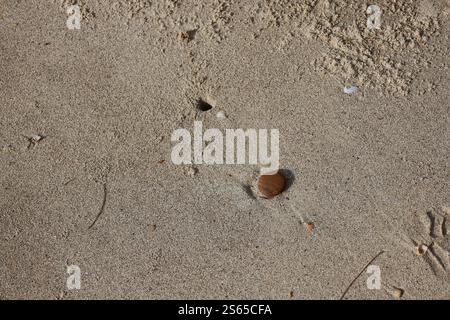 single smooth round stone laying on coarse beach sand Stock Photo