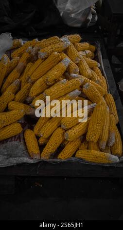 A pile of fresh yellow corn cobs with husks partially removed, displayed on a dark surface. Stock Photo