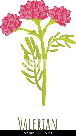 Inflorescence of a valerian plant with leaves on a white background ...
