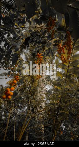 A tropical scene with clusters of orange berries hanging from lush green foliage, set against a backdrop of tall palm trees and a cloudy sky. Stock Photo