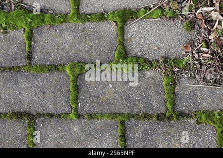 Paving stones and moss, winter, Germany, Europe Stock Photo
