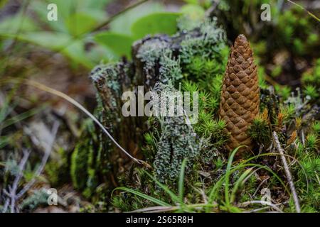 A pine cone in a tree stump covered with moss and lichen Stock Photo