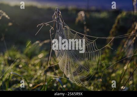 A spider's web covered in morning dew Stock Photo