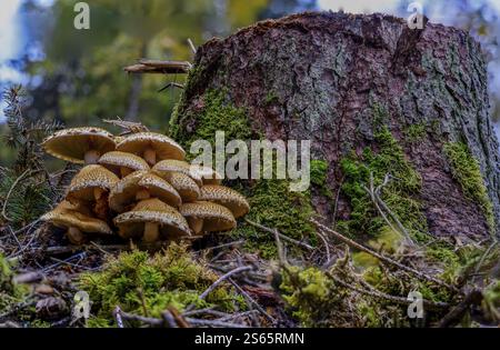 Mushrooms growing between moss on a tree stump Stock Photo