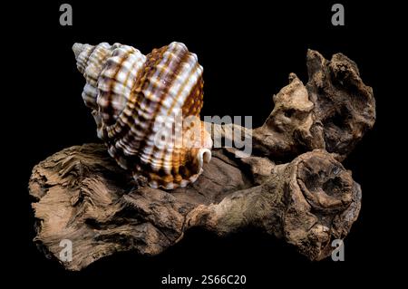 Close-up of a Distorsio anus sea shell resting on textured driftwood, set against a dark black background. The shell features intricate ridges, vibran Stock Photo