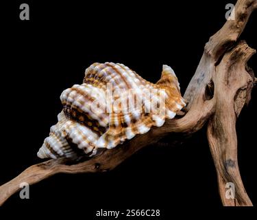 Close-up of a Distorsio anus sea shell resting on textured driftwood, set against a dark black background. The shell features intricate ridges, vibran Stock Photo