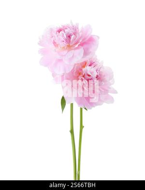 Two light  pink Peonies  isolated on white background. Stock Photo