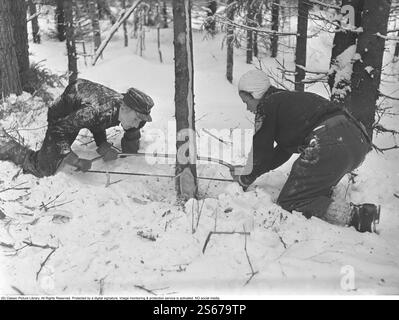 During the time of the Second World War. The war made it difficult to import coal for heating houses and apartments. Wood had to be used instead of coal. In big cities like Stockholm, you could see large piles of wood along the streets. Many men were given temporary jobs to work on chopping the wood. Here are two young men working in the forests outside the Västmanland town of Skinnskatteberg. Using simple tools such as saws and axes, they fell the trees. Sweden March 1940. Kristoffersson ref 84-2 Stock Photo