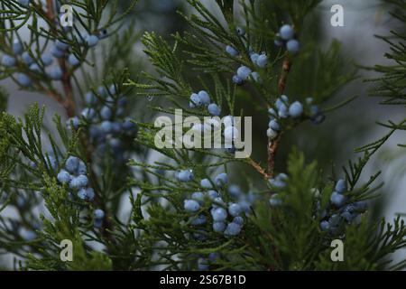 Drops of water on the evergreen branches in the garden Stock Photo