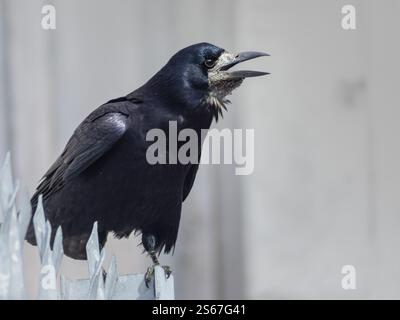 Crow stands on a fence on a light bokeh city background. Crow with opened beak and screaming Stock Photo