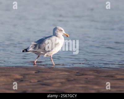 Seagull walking on Lahinch beach, west coast of Ireland. coastal wildlife photography on a sunny day. beachside tranquillity Stock Photo