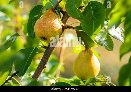 Close-up of ripe yellow pears hanging on a tree branch, surrounded by green leaves. Close up. Stock Photo