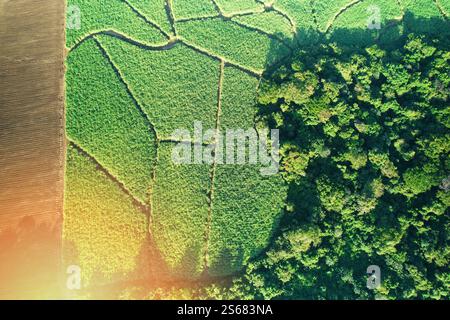 Green plantation field on sunny light above top drone view Stock Photo