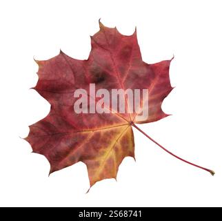 A leaf of a maple tree is shown in full color. The leaf is red and yellow, and it is laying on a white background. The leaf is the main focus of the i Stock Photo