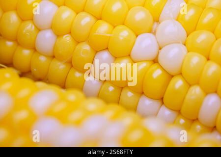 Sweet boiled corn, macro shot.  Close up of corn kernels on cob. Early corn hybrid super sweet. Ripe boiled corn cob texture. Food background. Stock Photo