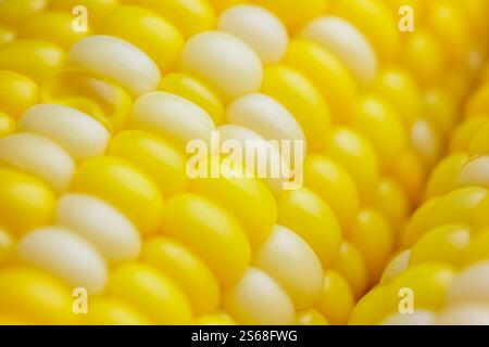 Sweet boiled corn, macro shot.  Close up of corn kernels on cob. Early hybrid super sweet. Ripe boiled corn cob texture. Food background. Stock Photo