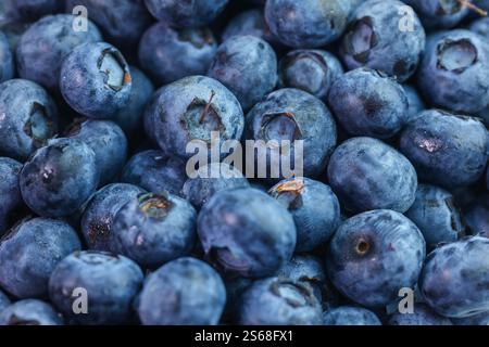 Blueberry berry. Close up photograph of fresh blueberries. Blueberries are a nutritious, delicious food. Bilberry food background. Stock Photo