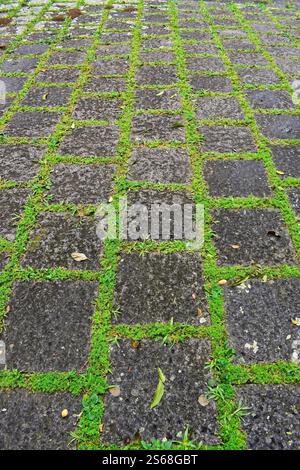 Paving stones with grass on public park in Teresopolis, Rio de Janeiro, Brazil Stock Photo