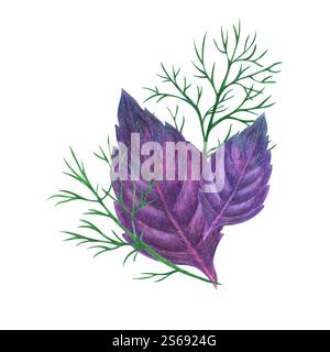 Basil leaves and dill sprigs. Composition Illustrations drawn with color pencils, graphics isolated on background. For design, decor, postcards, print Stock Photo