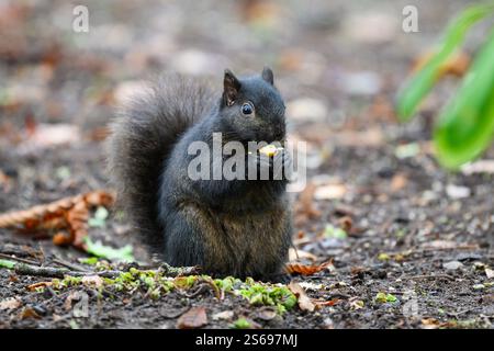 Black melanism variant of eastern gray squirrel eating nut on ground Stock Photo