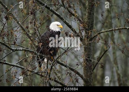 Bald eagle Haliaeetus leucocephalus in winter tree standing on branch Stock Photo