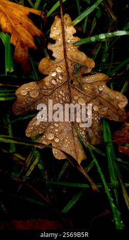 Atumn Oak leaf on the green grass Stock Photo