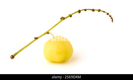 close-up of star gooseberry fruit with its thin branch isolated white background, small round, pale yellow fruit used in culinary and medicine Stock Photo