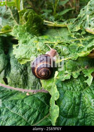 Snail eating big green burdock leaf. Snail invasion in the garden Stock Photo