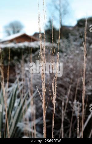 Molinia caerulea 'Heidebraut' covered in snow and ice Stock Photo