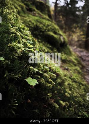 Vibrant green moss and clover thrive on a rock face in a chamonix forest, showcasing the beauty of nature in the french alps Stock Photo