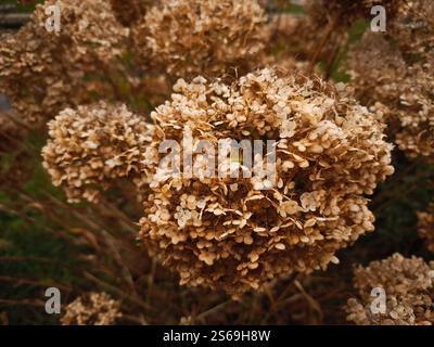 Close up of dried hydrangea flowers, showcasing the warm, earthy tones of autumn in the picturesque mountain town of chamonix, france Stock Photo