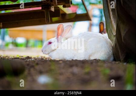 White angora rabbit with red eyes is sitting under a tractor on a farm. Stock Photo