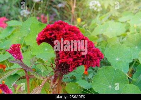 Flowers of Celosia cristata is growing in garden. Red flowers in meadow. Ornamental plant. Countryside garden. Stock Photo