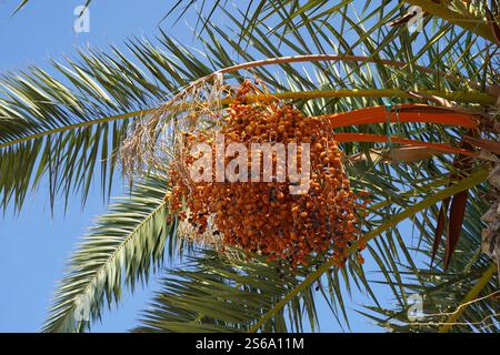 Date palm, in Latin called Phoenix dactylifera with ripe fruits hanging down. Stock Photo